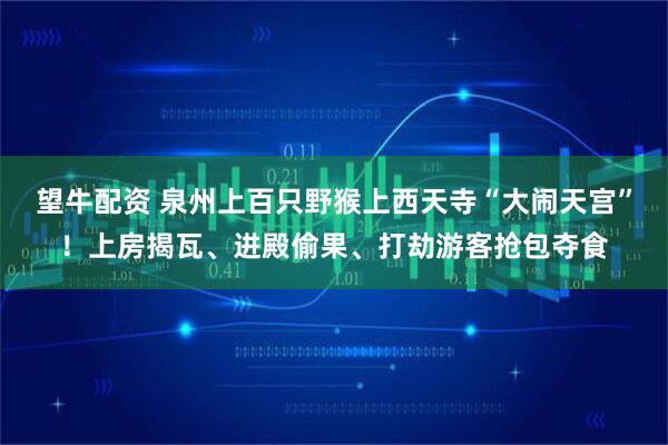 望牛配资 泉州上百只野猴上西天寺“大闹天宫”！上房揭瓦、进殿偷果、打劫游客抢包夺食